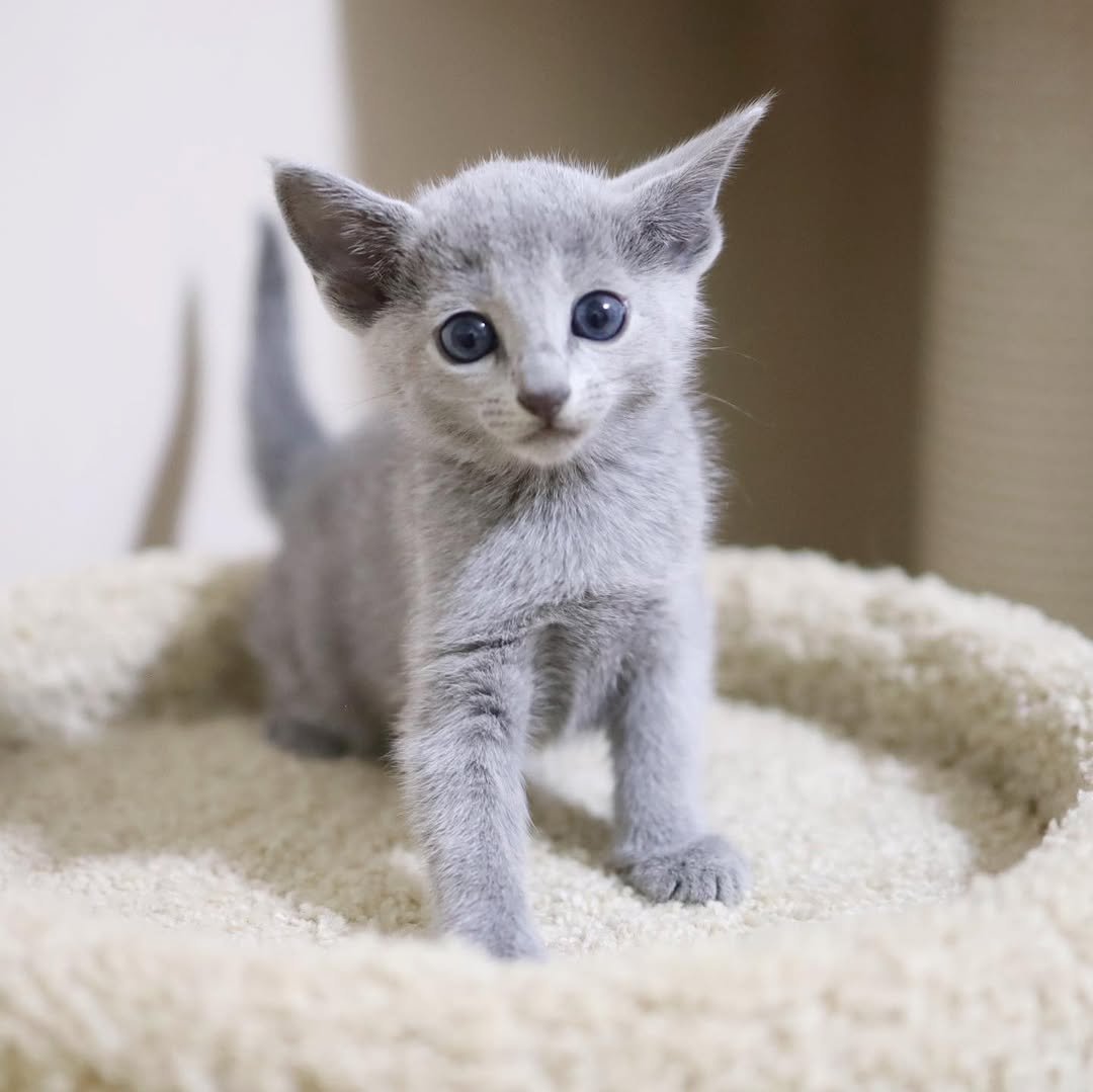 Sapphire - Russian Blue Kitten for Sale California - Female Russian Blue - Hypoallergenic Cat - Emerald Eyes